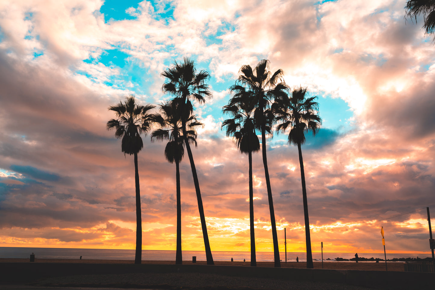 Family Portrait – Venice Beach Palms