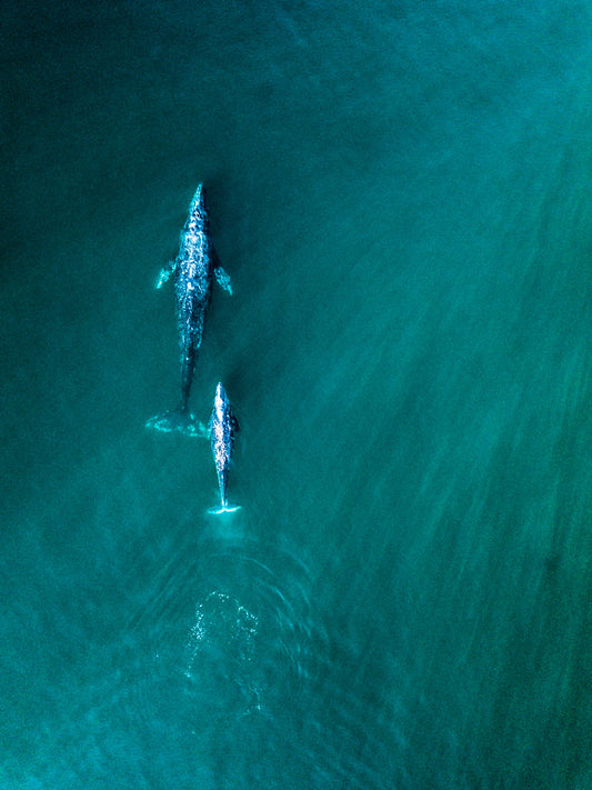 Through the Blue