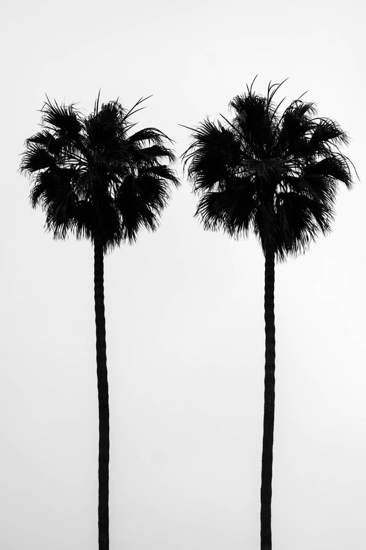 Twin Palms