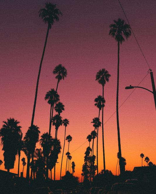 Neon Palms