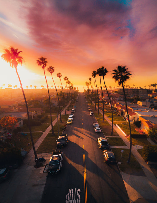 Palm Paradise