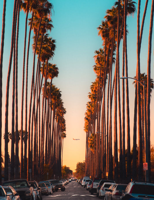 Palm Runway
