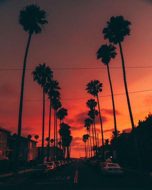 Fire Palms